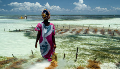 News Tanzania Blue Economy employment