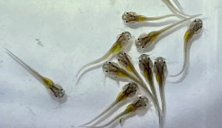 News Republic of Congo aquaculture catfish breeding