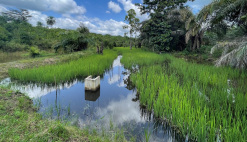 News Guinea aquaculture
