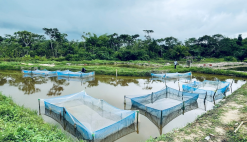 News Aquaculture Tilapia RSE Congo catfish