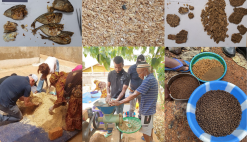 News Aquaculture aquafeed Uganda Tilapia