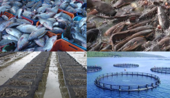 News Senegal Aquaculture Technical Assistance Training
