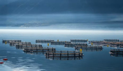 News Burundi AFDB feasibility study aquaculture fish farming Lake Tanganyika