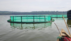 News Burundi AFDB feasibility study aquaculture fish farming Lake Tanganyika
