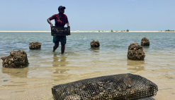 News Senegal Aquaculture Technical Assistance Training