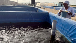 Aquaculture Development Senegal AQUAPOLES Project FONSIS Owner's Engineering and Technical Advisory Services Integrated Aquaculture Value Chain
